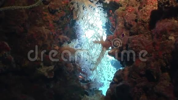 明亮的珊瑚在干净清澈的海水中在红海视频的预览图