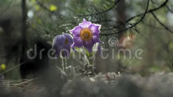 果蝇春天的蓝色花在森林里视频的预览图