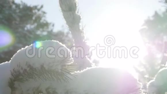 冬天的冷杉林在雪地里晒太阳视频的预览图