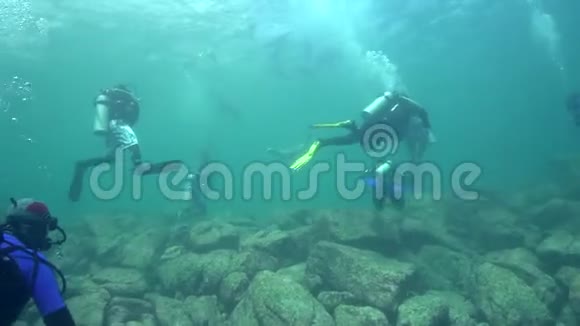加利福尼亚的海狮萨洛弗斯加利福尼亚正在和潜水员玩耍视频的预览图
