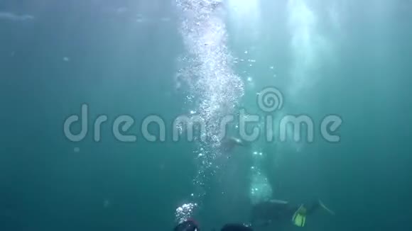 加利福尼亚的海狮萨洛弗斯加利福尼亚正在和潜水员玩耍视频的预览图