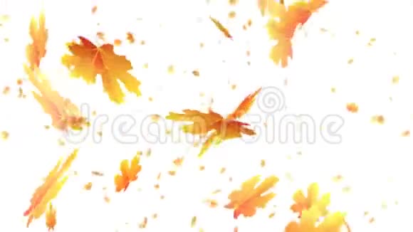 秋天的季节叶落在白色的背景上视频的预览图
