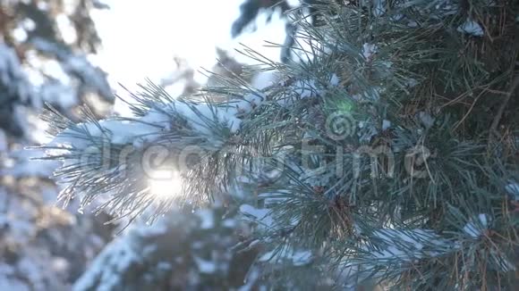 枝松树阳光在日落时眩光冬季景观冬天松松阳光林中的雪阳光运动视频的预览图