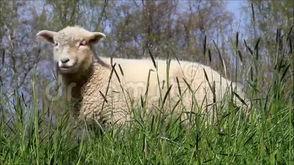 大自然中的小白羊视频的预览图