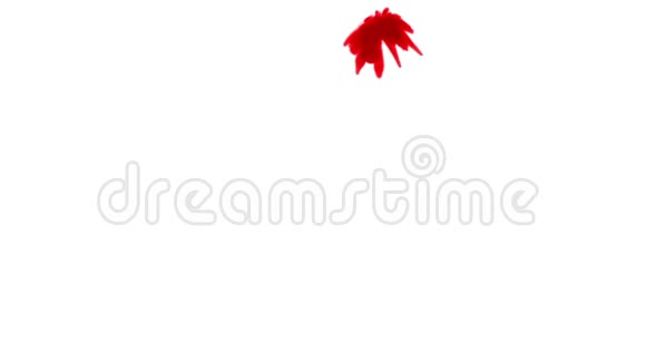 红墨水在白色背景上溶解在水中用Luma哑光计算机仿真的三维渲染注入水视频的预览图