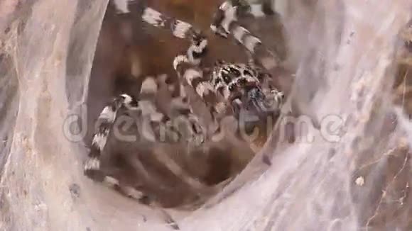 蜘蛛网里的可怕蜘蛛视频的预览图