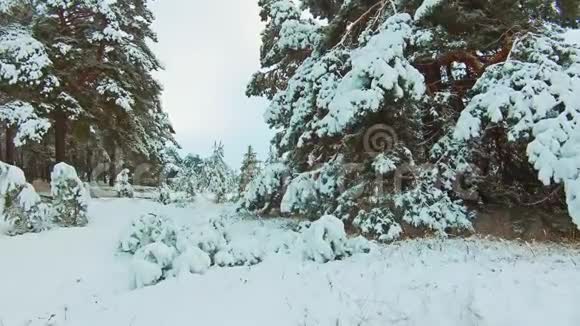 美丽的冬季景观与日落在森林中树圣诞运动稳定冬季森林生活方式视频的预览图