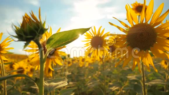 太阳落山在向日葵的田野上对着多云的天空收获农业向日葵领域概念自然视频的预览图