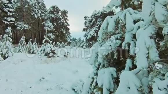 美丽的冬季景观与日落在森林中树圣诞运动稳定冬季生活方式的森林视频的预览图