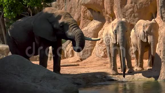 一群沙漠大象在炎热的夏日试图社交超高清4k实时视频的预览图