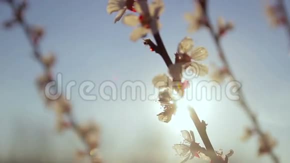 在阳光下开花的树视频的预览图