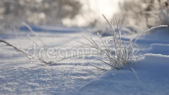 寒冷的草在冬天的风中摇曳雪花飘落大自然阳光明媚阳光灿烂视频的预览图