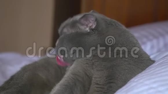 英国品种的猫用舌头清洁自己躺在床上白色视频的预览图