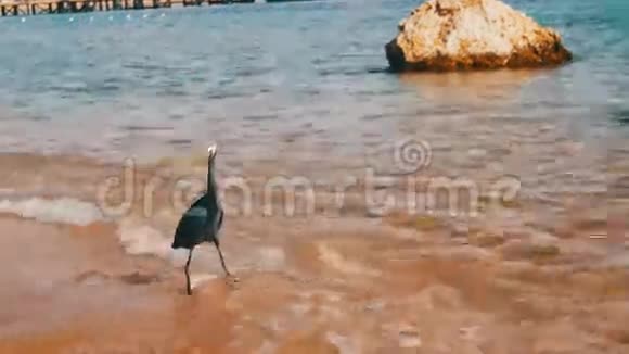埃及红海海滩鱼礁海隆猎人视频的预览图