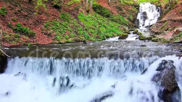 水通过喀尔巴阡山森林茂密的蕨类植物落在岩石上视频的预览图