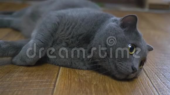 英国猫躺在地板上试图睡觉快乐猫视频的预览图