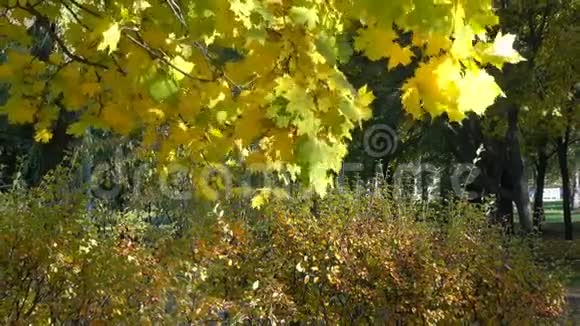 城市秋季公园的树木视频的预览图
