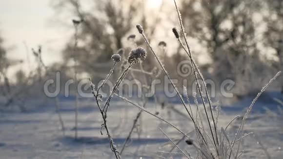 冰雪覆盖的草地在冬天的风中摇曳白雪覆盖着大自然美丽的阳光视频的预览图