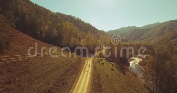 在阳光明媚的夏日早晨中气飞越新鲜的山河和草地农村土路下面奶牛和汽车视频的预览图