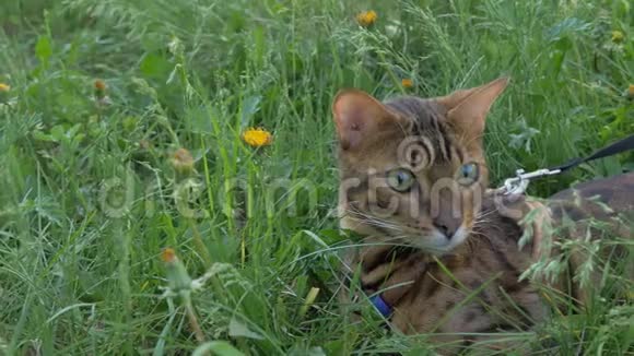 一只猫孟加拉走在绿草上视频的预览图