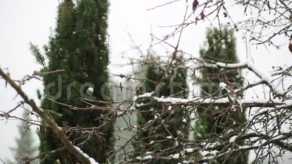 冬天雪白的大自然视频的预览图