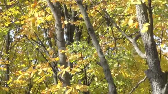 城市秋季公园的树木视频的预览图