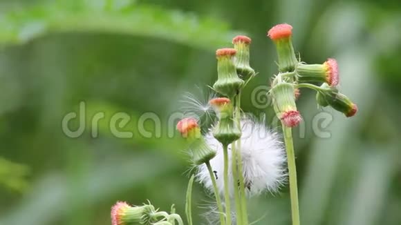 草花视频的预览图