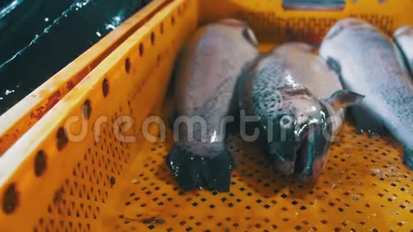 柜台市场冰鲜海鱼视频的预览图