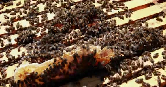 用蜜蜂覆盖的蜜蜂框架特写视频的预览图