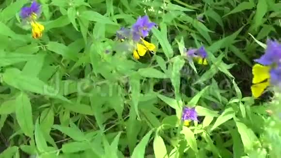 野花木牛夏季草甸中的梅兰普视频的预览图