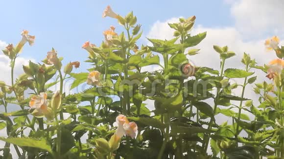 花和天空视频的预览图