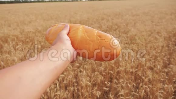 人类在麦田里拿着一条面包慢动作视频小麦领域的成功农学家收获生活方式时间视频的预览图