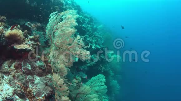 带大海扇的珊瑚礁4k视频的预览图