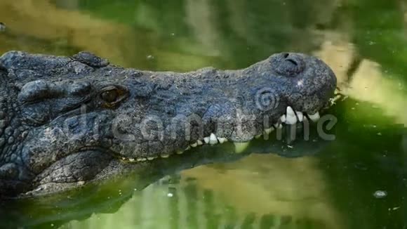 河中鳄鱼的牙齿和脸视频的预览图