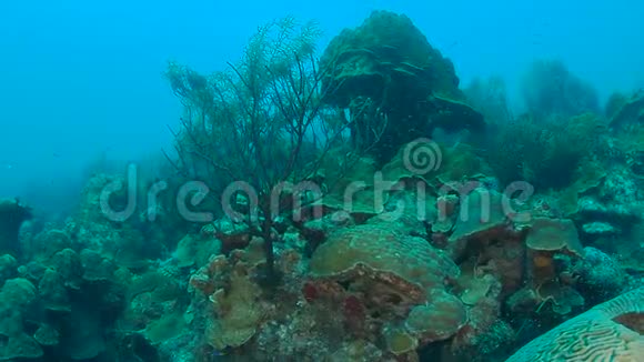 珊瑚生活加勒比海博内尔岛水下潜水1080P视频视频的预览图