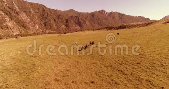 在草地上飞过野马群春山野自然自由生态概念视频的预览图