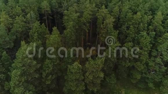 绿色野生森林的空中自然景观视频的预览图