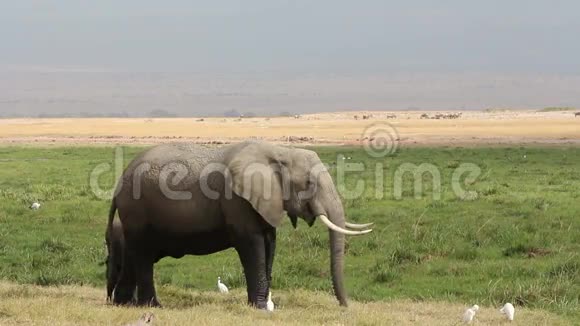 非洲小象和小牛视频的预览图