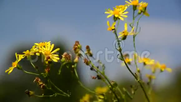 风中黄色的野花视频的预览图