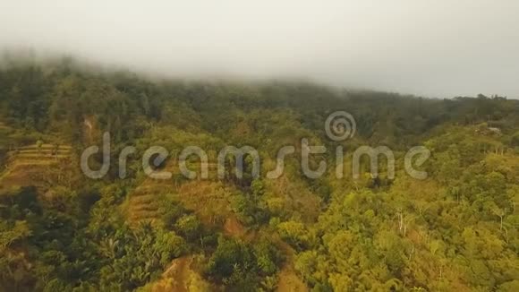 雨林在云巴厘岛印度尼西亚视频的预览图