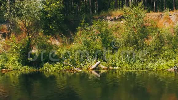 河上的自然河岸上的绿色植被视频的预览图