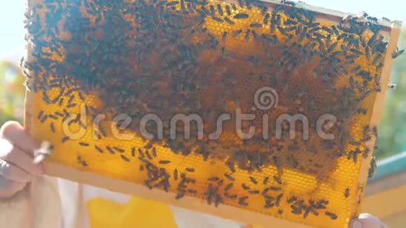 养蜂人的生活方式充满了蜜蜂养蜂人在养蜂场检查蜂窝框架养蜂概念视频的预览图