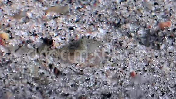 玻璃虾吃鱼蒙面白海海底俄罗斯视频的预览图