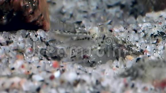 玻璃虾掩映在俄罗斯白海海底寻找食物视频的预览图