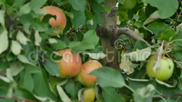 果园里有黄苹果的苹果树视频的预览图