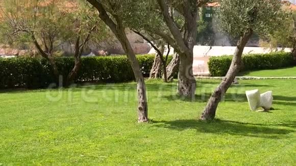 橄榄树橄榄树林和花园视频的预览图