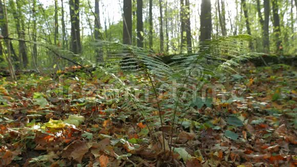 秋天森林中的蕨类植物丛视频的预览图