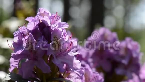 紫罗兰花视频的预览图