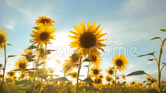 夕阳覆盖向日葵的田野生活方式与多云的天空收获农业向日葵领域概念视频的预览图