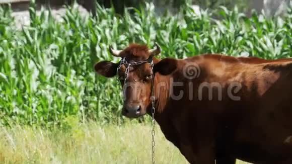 牛在村附近的草地上放牧视频的预览图